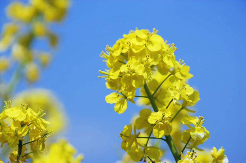 无人,横图,室外,特写,白天,仰视,旅游,度假,美景,阴影,朦胧,模糊,盛开,光线,影子,景观,花蕾,娱乐,花,花瓣,花朵,鲜花,蓝色,蓝天,天空,阳光,自然,天,花苞,花蕊,油菜花,享受,休闲,景色,放松,自然风光,彩图,低角度拍摄,芸苔,芸薹
