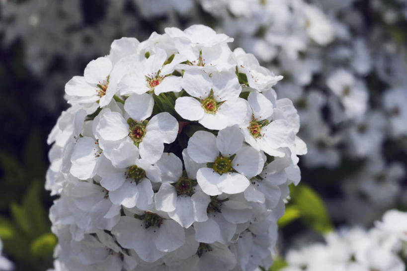 无人,横图,俯视,室外,特写,白天,花海,花圃,美景,植物,绣线菊,许多,朦胧,模糊,盛开,景观,花蕾,花,花瓣,花朵,花卉,鲜花,绿色,白色,自然,花丛,花田,花苞,花蕊,祈福,景色,生长,成长,自然风光,努力,蚂蝗梢,彩图,高角度拍摄