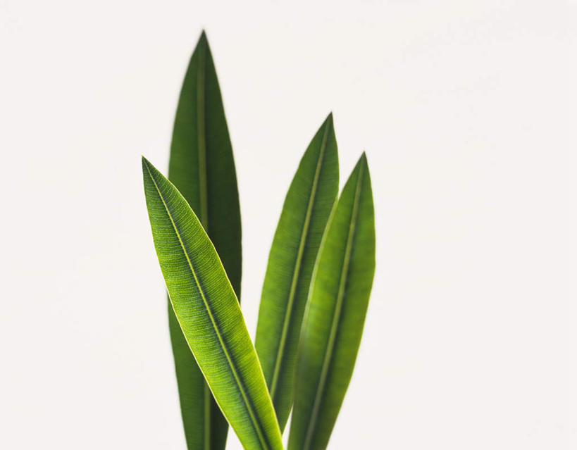 无人,横图,室内,特写,白天,白色背景,正面,植物,叶子,四片,阴影,反射,纹理,影子,绿叶,绿色,嫩叶,摄影,影棚,肌理,叶,叶片,叶脉,彩图,影棚拍摄,拍摄