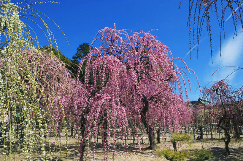 无人,横图,室外,白天,正面,旅游,度假,美景,植物,日本,亚洲,盛开,景观,云,云朵,梅花,花蕾,云彩,娱乐,花,花瓣,花朵,鲜花,树,树木,粉色,蓝色,绿色,白云,蓝天,天空,自然,天,花苞,花蕊,享受,休闲,景色,放松,生长,晴朗,成长,高雅,坚强,自然风光,东亚,本州,三重县,本州岛,日本国,近畿地方,近畿,三重,梅,晴空,彩图