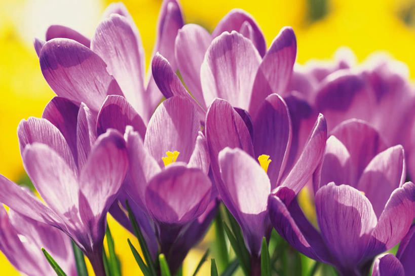 无人,横图,室内,特写,白天,正面,快乐,美景,植物,许多,景观,花蕾,藏红花,花瓣,花朵,花卉,鲜花,紫色,自然,花苞,景色,保护,番红花,自然风光,西红花,彩图