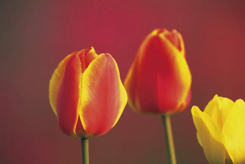 无人,横图,室外,特写,白天,正面,植物,郁金香,三朵,红色背景,盛开,花,花瓣,花朵,花卉,鲜花,黄色,红色,花蕊,摄影,影棚,郁香,洋荷花,草麝香,彩图,影棚拍摄,拍摄