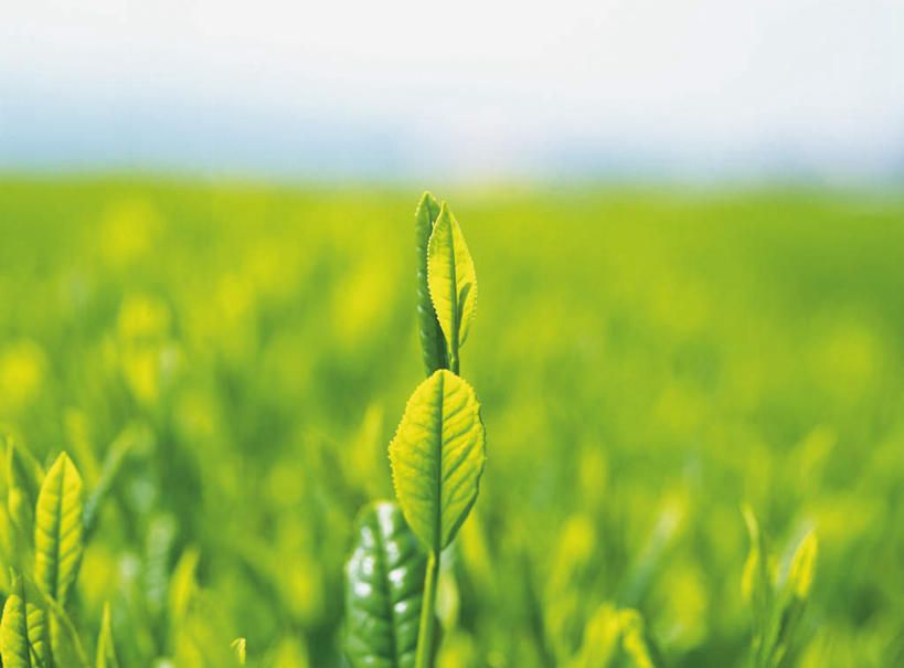 无人,横图,室外,特写,白天,正面,旅游,度假,美景,植物,叶子,许多,阴影,朦胧,模糊,光线,纹理,影子,景观,茶叶,绿叶,娱乐,茶园,树,树木,绿色,阳光,自然,享受,休闲,嫩叶,景色,放松,生长,成长,茶树,自然风光,肌理,叶,叶片,叶脉,彩图