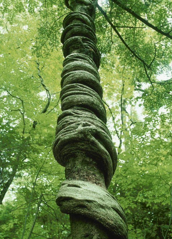 无人,竖图,室外,白天,仰视,旅游,度假,美景,森林,树林,植物,日本,亚洲,缠绕,景观,娱乐,树,树干,树木,绿色,自然,享受,休闲,景色,放松,生长,成长,自然风光,东亚,本州,关东地方,本州岛,日本国,栃木,栃木县,彩图,低角度拍摄