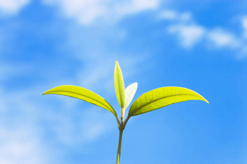 无人,横图,室外,特写,白天,仰视,植物,叶子,阴影,朦胧,模糊,光线,影子,云,云朵,绿叶,云彩,蓝色,白云,蓝天,天空,阳光,天,嫩叶,生长,晴朗,成长,香桃木,叶,叶片,晴空,彩图,低角度拍摄