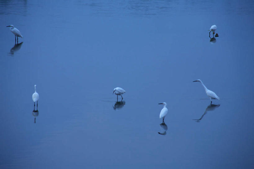 无人,站,横图,俯视,室外,白天,旅游,度假,美景,水,白鹭,鸟,奈良县,日本,亚洲,许多,鸟类,水鸟,液体,景观,水滴,注视,娱乐,自然,观察,看,站着,享受,休闲,景色,放松,观看,水禽,察看,关注,自然风光,东亚,本州,本州岛,日本国,近畿地方,奈良,近畿,站立,彩图,高角度拍摄,全身