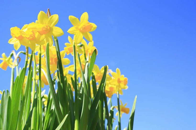 无人,横图,室外,特写,白天,仰视,旅游,度假,美景,水仙花,朦胧,模糊,盛开,景观,花蕾,娱乐,花,花瓣,花朵,鲜花,黄色,蓝色,蓝天,天空,自然,天,花苞,花蕊,享受,休闲,景色,放松,晴朗,自然风光,万里无云,金盏银台,玉玲珑,女史花,雅蒜,天蒜,黄水仙,凌波仙子,水仙,天葱,洋水仙,晴空,晴空万里,彩图,低角度拍摄