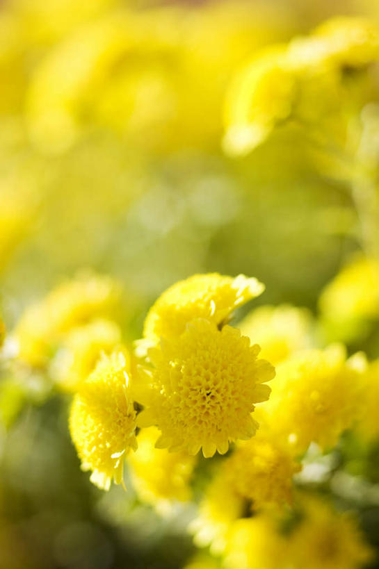 无人,竖图,室外,特写,白天,正面,爱情,美景,许多,朦胧,模糊,盛开,景观,花蕾,花,花瓣,花朵,鲜花,黄色,自然,花苞,花蕊,菊花,景色,吉祥,自然风光,高洁,长寿,怀恋,清净,真情,寿客,秋菊,彩图