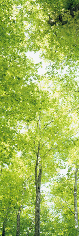 无人,竖图,室外,特写,白天,仰视,旅游,度假,美景,树林,植物,日本,亚洲,朦胧,模糊,景观,娱乐,树,树木,蓝色,绿色,蓝天,天空,自然,天,享受,休闲,景色,放松,生长,晴朗,成长,自然风光,东亚,山毛榉,本州,万里无云,本州岛,日本国,青森,青森县,东北地方,麻栎金刚,山毛榉树,晴空,晴空万里,彩图,低角度拍摄,八甲田山