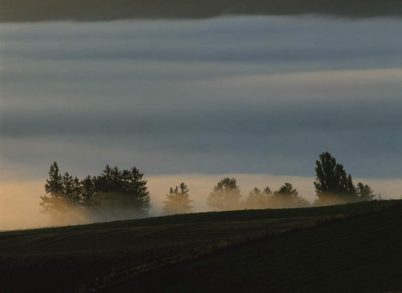 无人,横图,俯视,航拍,室外,白天,旅游,度假,草地,草坪,美景,树林,植物,雾,北海道,日本,亚洲,朦胧,模糊,景观,云,云朵,云彩,娱乐,草,树,树木,绿色,白云,自然,享受,休闲,景色,放松,生长,成长,迷雾,鸟瞰,自然风光,东亚,日本国,北海道地方,北海道岛,上富良野町,大雾,彩图,高角度拍摄,上川支厅