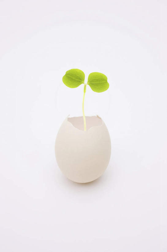 无人,竖图,俯视,室内,特写,白天,白色背景,叶子,朦胧,模糊,蛋,蛋壳,鸡蛋,绿叶,一个,嫩叶,摄影,影棚,单个,卵,叶,叶片,彩图,高角度拍摄,影棚拍摄,拍摄