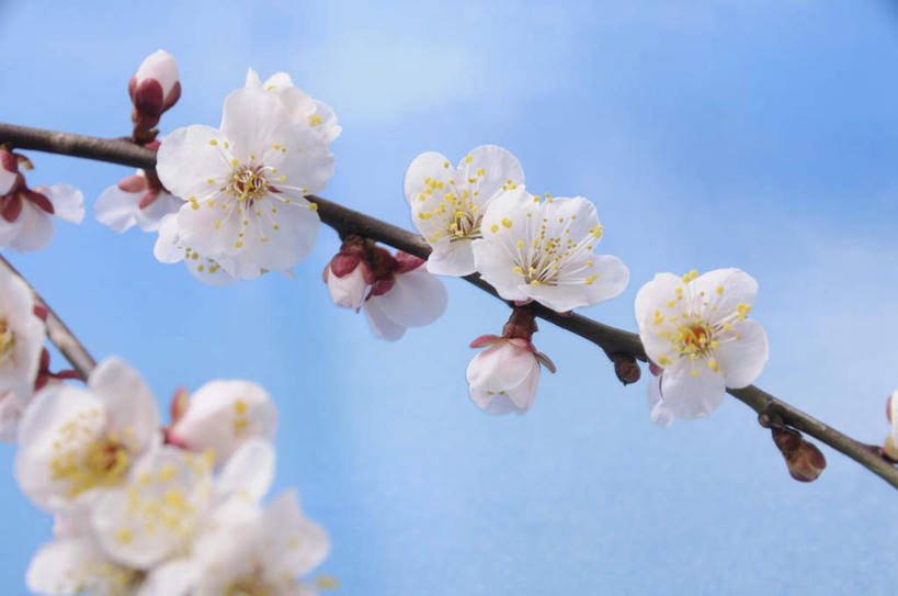 无人,横图,室外,特写,白天,仰视,旅游,度假,美景,许多,朦胧,模糊,盛开,景观,梅花,花蕾,娱乐,花,花瓣,花朵,鲜花,蓝色,白色,蓝天,天空,自然,天,花苞,花蕊,享受,休闲,景色,放松,晴朗,高雅,坚强,自然风光,万里无云,梅,晴空,晴空万里,彩图,低角度拍摄