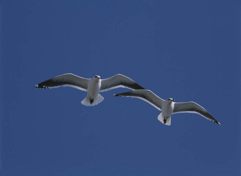 无人,横图,室外,白天,仰视,旅游,度假,美景,海鸟,海鸥,鸟,一排,飞翔,伸展,张开,展翅,朦胧,模糊,整齐,飞行,翅膀,鸟类,景观,娱乐,飞,排列,蓝色,蓝天,天空,自然,天,两只,享受,休闲,景色,放松,晴朗,队列,自然风光,鸥,张开翅膀,万里无云,展开翅膀,晴空,晴空万里,彩图,低角度拍摄,全身