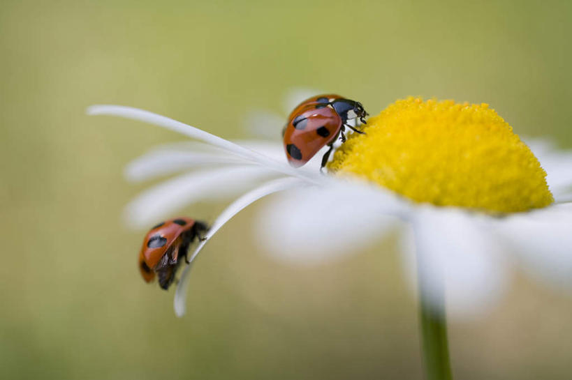 无人,攀登,横图,室外,特写,白天,侧面,旅游,度假,快乐,幸福,美景,瓢虫,阴影,朦胧,模糊,盛开,光线,昆虫,影子,景观,玛格丽特,花蕾,娱乐,雏菊,花,花瓣,花朵,鲜花,一朵,白色,阳光,自然,动物,花苞,花蕊,两只,享受,休闲,爬,菊花,景色,放松,活力,希望,坚强,自然风光,和平,益虫,离别,延命菊,幸福花,春菊,马兰头花,暗恋,纯情,单恋,天真,花大姐,攀爬,彩图,全身,愉快