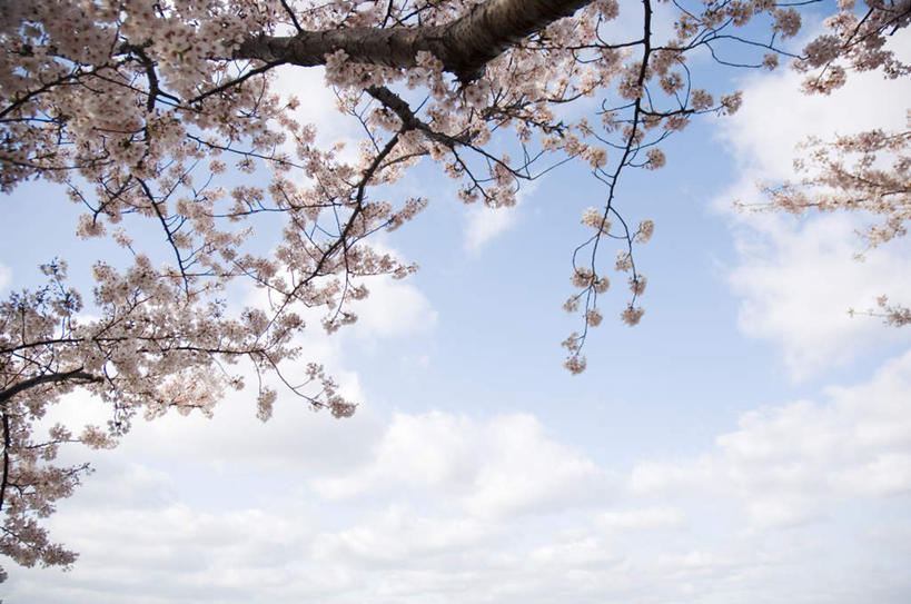 无人,横图,室外,白天,仰视,旅游,度假,美景,植物,樱花,阴影,盛开,光线,影子,景观,云,云朵,花蕾,云彩,娱乐,花,花瓣,花朵,鲜花,树,树木,粉色,蓝色,绿色,白云,蓝天,天空,阳光,自然,天,花苞,花蕊,享受,休闲,景色,放松,生长,成长,自然风光,仙樱花,福岛樱,青肤樱,荆桃,彩图,低角度拍摄