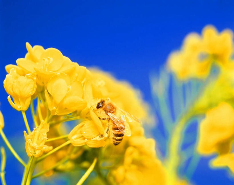 无人,横图,室外,白天,正面,旅游,度假,美景,植物,蜜蜂,静物,许多,阴影,盛开,光线,昆虫,影子,景观,停留,娱乐,花,花瓣,花朵,花卉,鲜花,一只,黄色,蓝色,蓝天,天空,阳光,自然,动物,天,花蕊,油菜花,享受,休闲,景色,放松,晴朗,自然风光,采蜜,益虫,万里无云,晴空,晴空万里,彩图,芸苔,芸薹