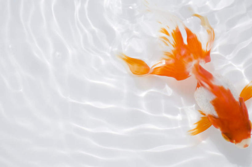 无人,横图,俯视,室内,特写,白天,白色背景,河流,水,一条,波纹,金鱼,鱼,河水,水流,鱼类,红色,水纹,波浪,游,摄影,影棚,观赏鱼,金鲫鱼,彩图,高角度拍摄,全身,影棚拍摄,拍摄