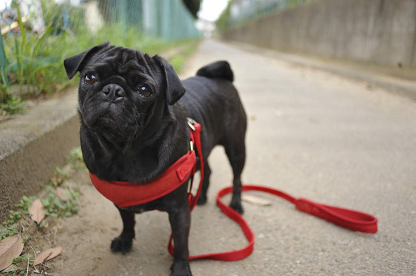 无人,站,横图,俯视,室外,白天,道路,街道,路,公路,宠物,狗,一根,一条,朦胧,模糊,水塘,交通,注视,红色,黑色,动物,绳子,观察,看,站着,可爱,哈巴狗,观看,绳索,察看,关注,狗链,忠诚,巴哥,巴哥犬,项圈,马路,犬,站立,彩图,高角度拍摄,全身