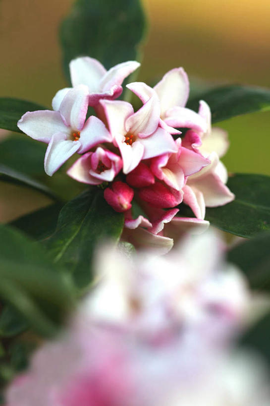 无人,竖图,俯视,室外,特写,白天,旅游,度假,美景,叶子,东京,日本,亚洲,阴影,朦胧,模糊,盛开,光线,影子,景观,绿叶,花蕾,娱乐,花,花瓣,花朵,鲜花,一朵,粉色,阳光,自然,花苞,花蕊,享受,休闲,嫩叶,景色,放松,自然风光,东亚,本州,关东地方,本州岛,日本国,东京都,瑞香,叶,叶片,彩图,高角度拍摄