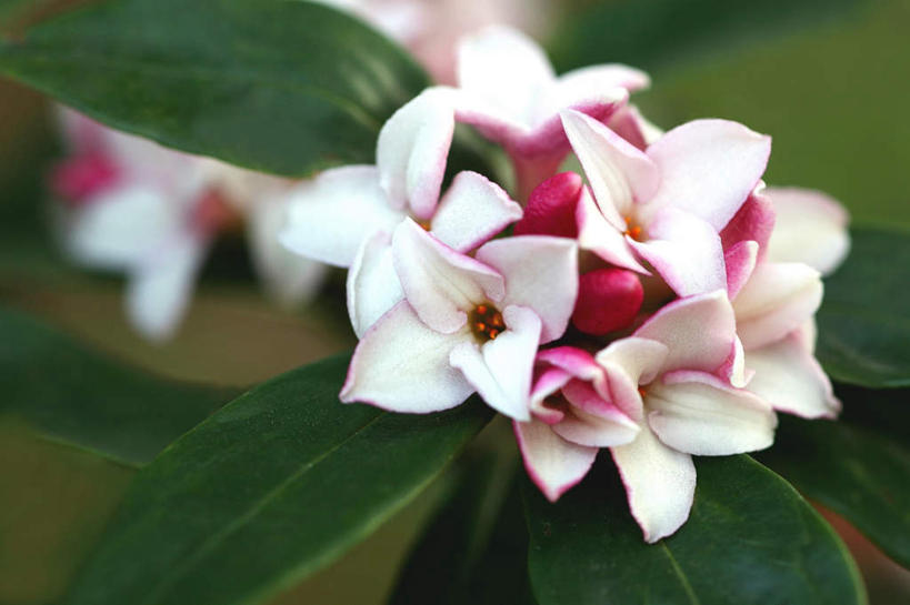 无人,横图,俯视,室外,特写,白天,旅游,度假,美景,叶子,东京,日本,亚洲,阴影,朦胧,模糊,盛开,光线,影子,景观,绿叶,花蕾,娱乐,花,花瓣,花朵,鲜花,粉色,白色,阳光,自然,花苞,花蕊,享受,休闲,嫩叶,景色,放松,自然风光,东亚,本州,关东地方,本州岛,日本国,东京都,瑞香,叶,叶片,彩图,高角度拍摄