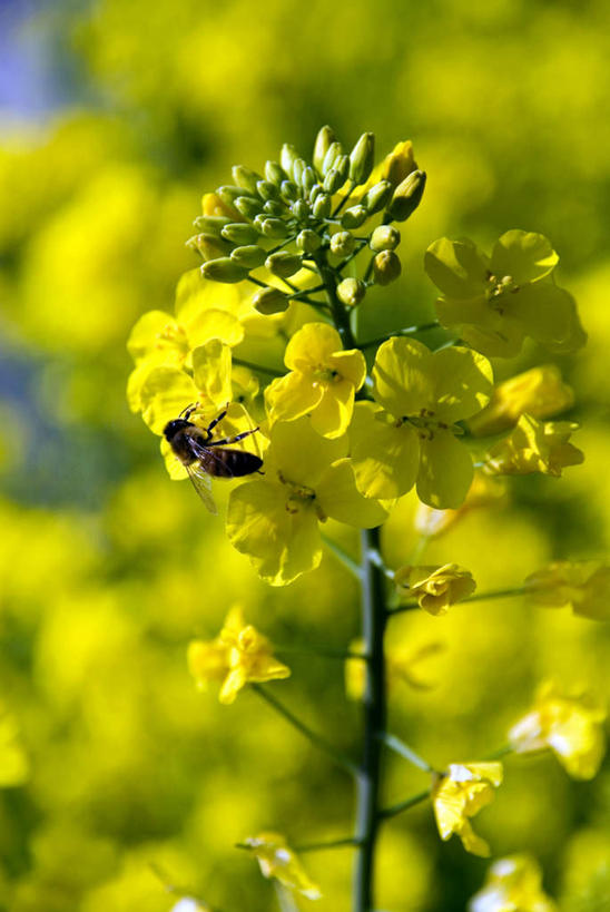 无人,竖图,室外,特写,白天,正面,美景,蜜蜂,叶子,飞翔,阴影,朦胧,模糊,盛开,光线,昆虫,影子,景观,绿叶,花蕾,花,花瓣,花朵,鲜花,一只,黄色,阳光,自然,动物,花苞,花蕊,油菜花,嫩叶,景色,自然风光,采蜜,益虫,叶,叶片,彩图,芸苔,芸薹