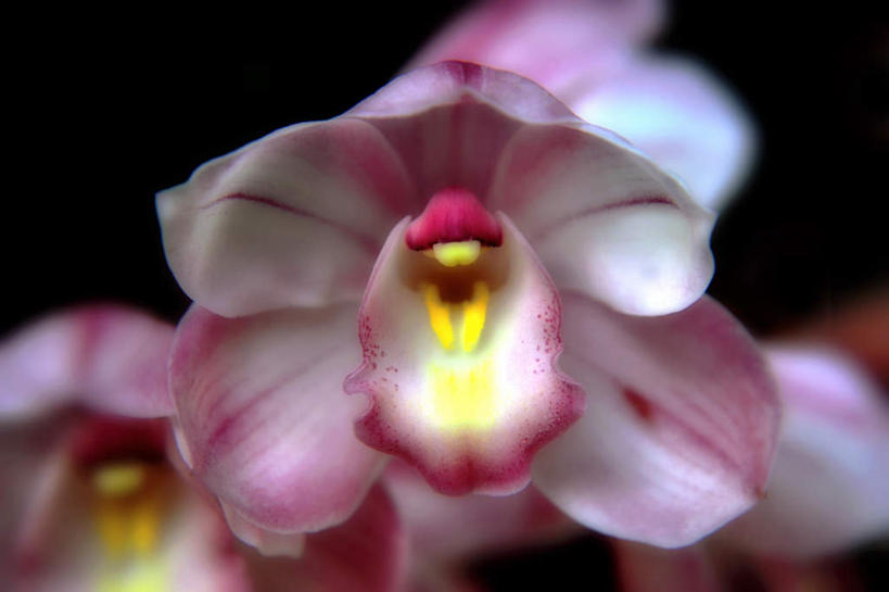 无人,横图,俯视,室外,特写,白天,旅游,度假,美景,日本,亚洲,许多,阴影,朦胧,模糊,盛开,光线,影子,景观,花蕾,娱乐,花,花瓣,花朵,鲜花,粉色,阳光,自然,花苞,花蕊,享受,休闲,景色,放松,大阪,高雅,自然风光,东亚,蕙兰,本州,大阪府,本州岛,日本国,近畿地方,近畿,淡泊,花中君子,兰花,彩图,高角度拍摄