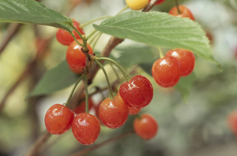 无人,横图,室外,特写,白天,仰视,樱桃,水果,叶子,许多,朦胧,模糊,新鲜,生食,食品,果实,绿叶,食物,红色,嫩叶,有机食品,绿色食品,叶,叶片,樱珠,莺桃,英桃,楔桃,牛桃,荆桃,彩图,低角度拍摄