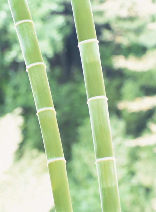 无人,竖图,室外,特写,白天,正面,旅游,度假,纯洁,美景,植物,竹子,两棵,阴影,朦胧,模糊,光线,影子,景观,竹节,娱乐,树,树木,绿色,阳光,自然,享受,休闲,景色,放松,生长,成长,高雅,自然风光,奉献,质朴,正直,担当,竹,彩图,奋进,操守,四君子,岁寒三友,性坚,虚怀,虚心,善群,卓尔