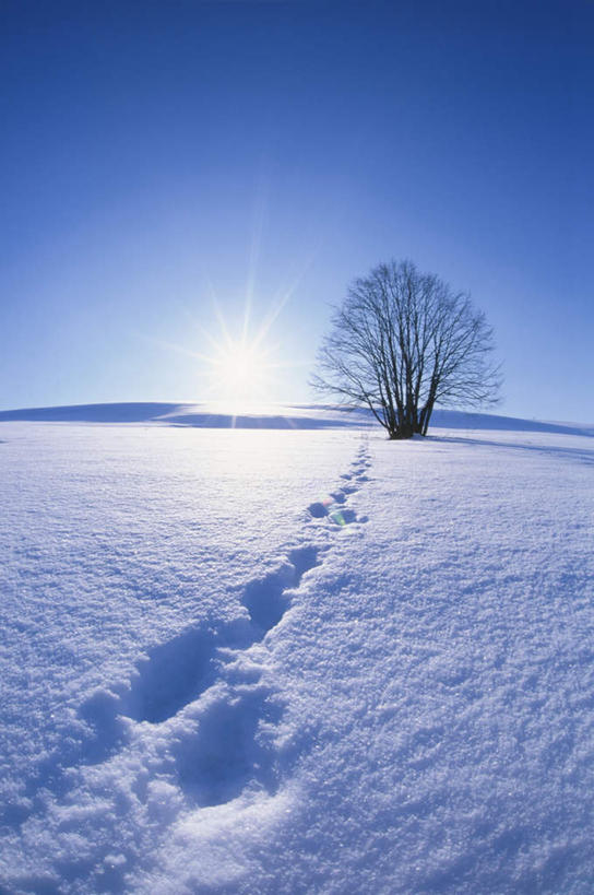 无人,竖图,全景,室外,白天,正面,旅游,度假,日出,美景,树林,太阳,天际线,雪,植物,大雪,北海道,日本,亚洲,阴影,朦胧,模糊,光线,影子,地平线,积雪,景观,雪景,冬季,冬天,辽阔,地面,朝霞,晨曦,黎明,痕迹,娱乐,树,树木,蓝色,绿色,蓝天,天空,阳光,自然,天,享受,休闲,景色,放松,寒冷,生长,晴朗,成长,一望无际,印迹,自然风光,延伸,东亚,万里无云,日本国,天地相交,北海道地方,北海道岛,严寒,陈迹,朝阳,晴空,晴空万里,彩图,破晓