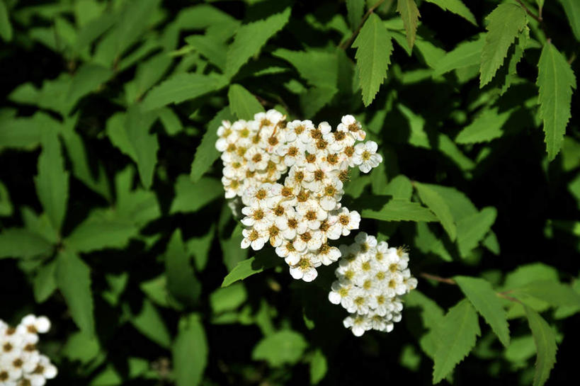 无人,横图,俯视,室外,特写,白天,旅游,美景,绣线菊,静物,叶子,日本,亚洲,许多,朦胧,模糊,盛开,景观,绿叶,花蕾,花,花瓣,花朵,鲜花,白色,自然,花苞,花蕊,嫩叶,景色,大阪,自然风光,东亚,本州,大阪府,本州岛,日本国,近畿地方,近畿,麻叶绣球,麻叶绣线菊,绣球绣线菊,品格,叶,叶片,彩图,高角度拍摄,游览