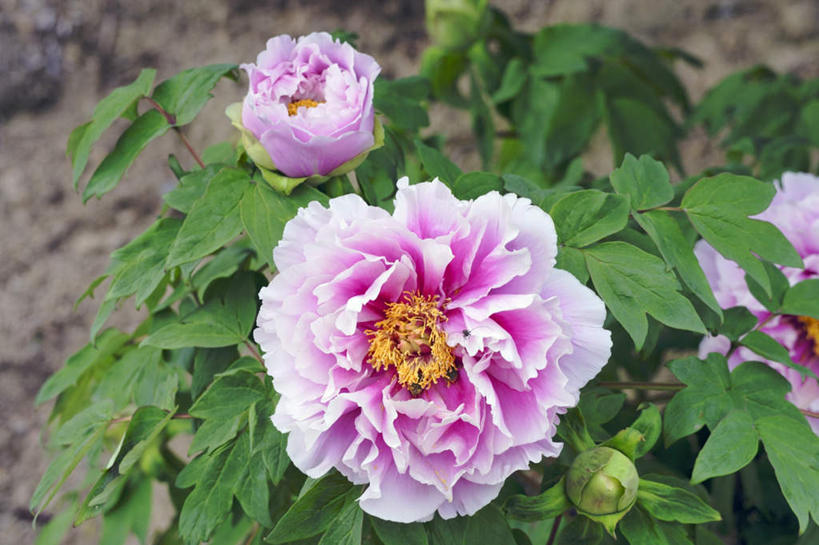 无人,横图,俯视,室外,特写,白天,旅游,度假,美景,牡丹花,叶子,日本,亚洲,许多,阴影,朦胧,模糊,盛开,光线,影子,景观,绿叶,花蕾,娱乐,花,花瓣,花朵,鲜花,粉色,阳光,自然,花苞,花蕊,享受,休闲,嫩叶,景色,放松,富贵,自然风光,东亚,本州,本州岛,日本国,近畿地方,近畿,兵库,兵库县,鼠姑,鹿韭,白茸,百雨金,浓情,圆满,富贵花,洛阳花,牡丹,木芍药,芍药,叶,叶片,彩图,高角度拍摄