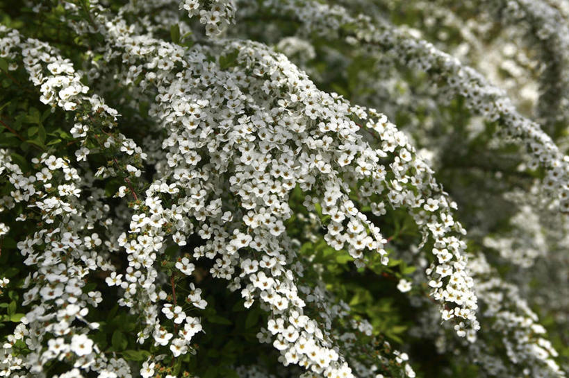 无人,横图,俯视,室外,白天,旅游,度假,美景,树林,植物,绣线菊,东京,日本,亚洲,阴影,盛开,光线,影子,景观,花蕾,娱乐,花,花瓣,花朵,鲜花,树,树木,绿色,白色,阳光,自然,花苞,花蕊,祈福,享受,休闲,景色,放松,生长,成长,自然风光,努力,东亚,本州,关东地方,本州岛,日本国,东京都,蚂蝗梢,彩图,高角度拍摄