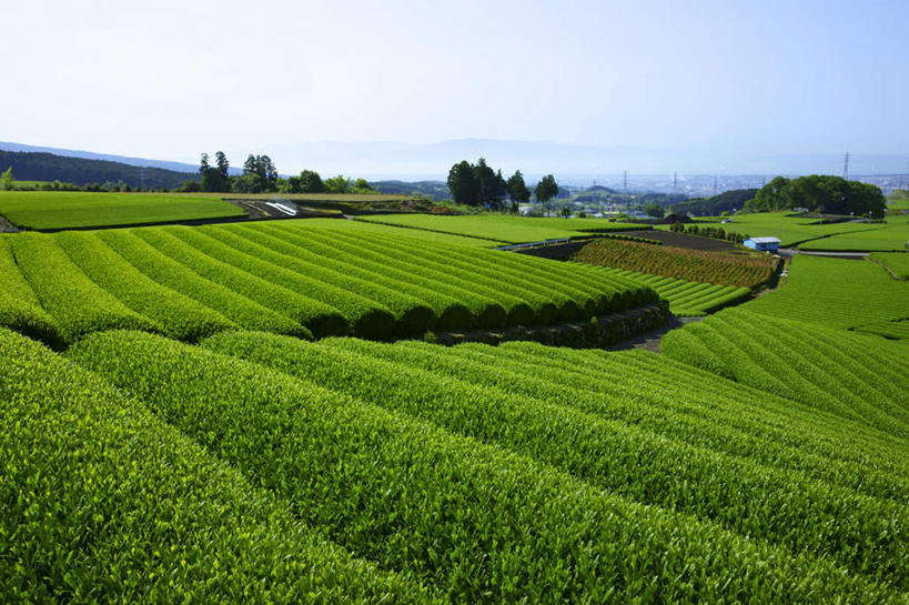 无人,家,横图,室外,白天,正面,旅游,度假,幸福,美景,植物,茶,日本,亚洲,阴影,光线,影子,房屋,屋子,景观,城镇,茶叶,娱乐,茶园,楼房,住宅,树,树木,蓝色,绿色,蓝天,天空,阳光,自然,天,享受,休闲,温馨,景色,放松,乐趣,生长,晴朗,成长,提神,舒适,自然风光,醒脑,东亚,本州,万里无云,本州岛,日本国,中部地方,岐阜,岐阜县,茶山,晴空,晴空万里,彩图,房子