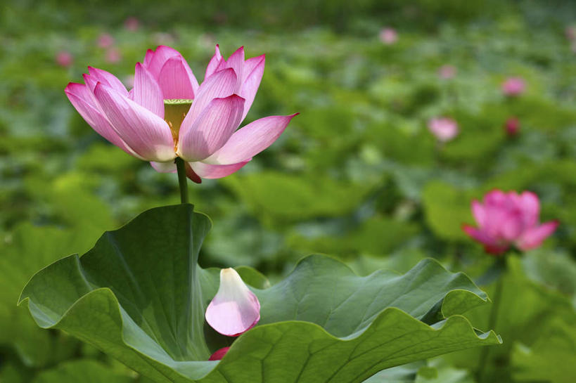 无人,横图,室外,特写,白天,正面,旅游,度假,纯洁,美景,植物,莲花,日本,亚洲,许多,朦胧,模糊,盛开,景观,娱乐,花,花瓣,花朵,花卉,鲜花,粉色,自然,花蕊,享受,休闲,景色,放松,富贵,神圣,自然风光,东亚,纯净,本州,关东地方,本州岛,日本国,崎玉,崎玉县,六月花神,正直,荷花,六月春,藕花,水芙蓉,彩图