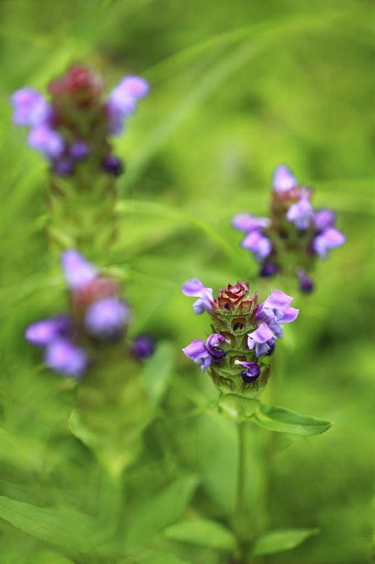 无人,竖图,俯视,室外,特写,白天,旅游,度假,花海,花圃,美景,植物,叶子,日本,亚洲,许多,朦胧,模糊,盛开,景观,草药,药草,花蕾,娱乐,中药,花,花瓣,花朵,花卉,鲜花,蓝色,绿色,自然,花丛,花束,花田,花苞,花蕊,享受,休闲,景色,放松,自然风光,药材,中草药,东亚,中药材,本草,本州,关东地方,本州岛,日本国,崎玉,崎玉县,麦夏枯,铁色草,夏枯草,彩图,高角度拍摄