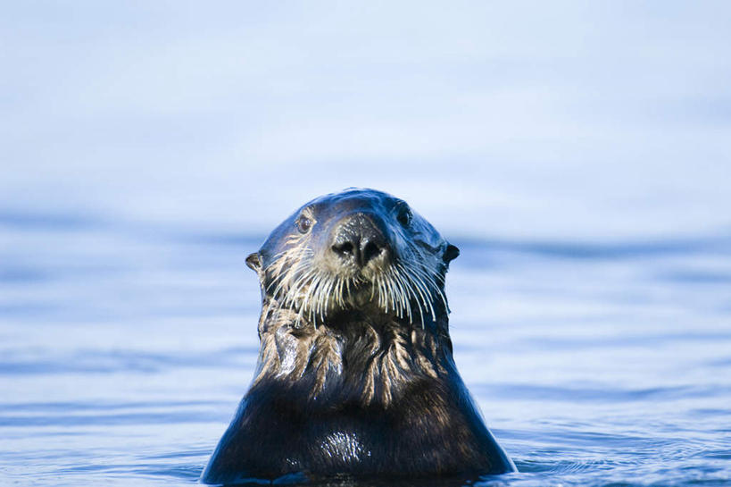 无人,高楼大厦,横图,室外,白天,正面,旅游,度假,海浪,海洋,美景,城市,建筑,摩天大楼,美国,一头,漂浮,景观,浪花,注视,娱乐,黑色,自然,海水,观察,看,享受,休闲,景色,放松,观看,察看,北美,北美洲,关注,加利福尼亚,自然风光,美洲,海景,伊利诺斯州,芝加哥,加州,加利福尼亚州,金州,黄金州,世界屠猪城,巨肩之城,劳动之城,伊利诺伊,伊利诺伊州,伊利诺州,芝加哥市,芝城,林肯之地,北亚美利加洲,亚美利加洲,水塔大厦,大海,风浪,海,海水的波动,近岸浪,涌浪,半身,彩图,大楼,高层建筑,高楼,摩天楼