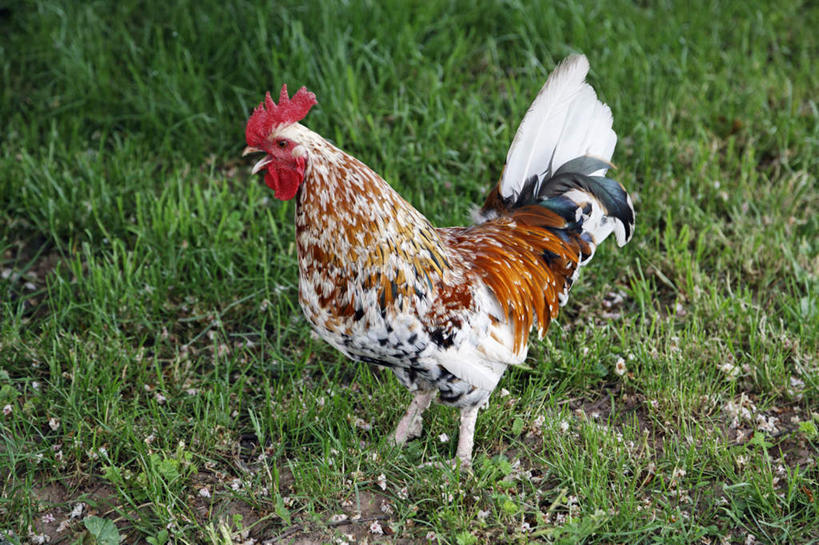 无人,站,横图,彩色,室外,白天,侧面,草地,草坪,美景,植物,鸡,花纹,景观,地面,家禽,草,一只,绿色,自然,动物,站着,景色,牲畜,自然风光,打鸣,公鸡,站立,彩图,全身