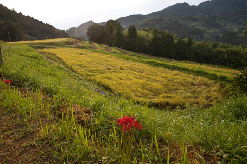无人,农田,横图,室外,白天,正面,旅游,度假,农业,庄稼,农作物,草地,美景,植物,日本,亚洲,丰收,稻田,景观,千叶县,娱乐,草,树,树木,蓝色,绿色,蓝天,天空,自然,天,享受,休闲,景色,放松,山林,生长,收获,晴朗,成长,自然风光,东亚,本州,万里无云,关东地方,本州岛,日本国,千叶,晴空,晴空万里,彩图,耕地,庄稼田