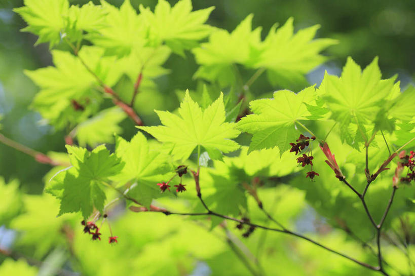 无人,横图,室外,特写,白天,正面,旅游,度假,美景,植物,叶子,长野县,日本,亚洲,许多,阴影,朦胧,模糊,光线,影子,景观,绿叶,纸条,娱乐,树,树木,绿色,阳光,自然,享受,休闲,嫩叶,景色,放松,生长,成长,自然风光,东亚,本州,本州岛,日本国,中部地方,长野,叶,叶片,彩图