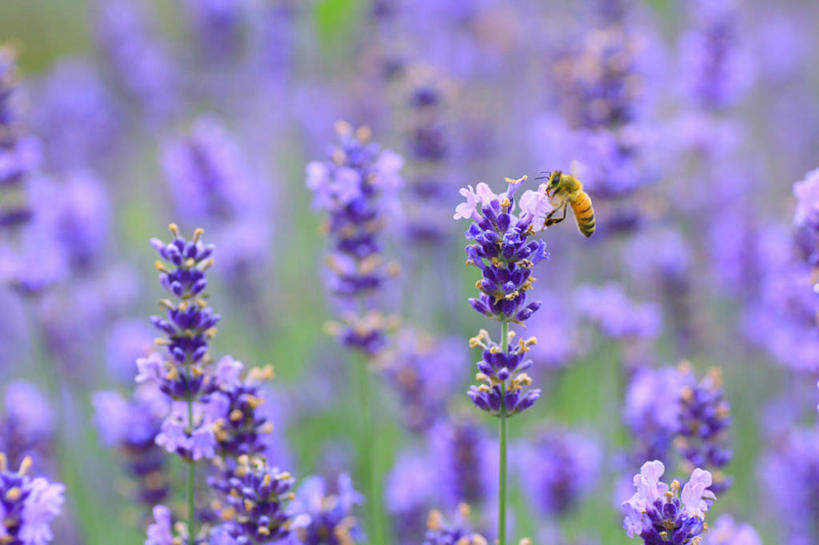 无人,横图,俯视,室外,特写,白天,旅游,度假,花海,花圃,美景,植物,蜜蜂,叶子,长野县,日本,亚洲,许多,阴影,朦胧,模糊,盛开,飞行,光线,昆虫,影子,景观,花蕾,娱乐,花,花瓣,花朵,花卉,鲜花,一只,绿色,紫色,阳光,自然,动物,香草,花丛,花束,花田,花苞,花蕊,薰衣草,享受,休闲,景色,放松,自然风光,采蜜,益虫,东亚,本州,本州岛,日本国,中部地方,长野,灵香草,黄香草,彩图,高角度拍摄