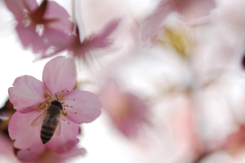 无人,横图,俯视,室外,特写,白天,旅游,度假,美景,樱花,蜜蜂,许多,飞翔,阴影,朦胧,模糊,盛开,光线,昆虫,影子,景观,花蕾,娱乐,花,花瓣,花朵,鲜花,一只,粉色,阳光,自然,动物,花苞,花蕊,享受,休闲,景色,放松,自然风光,采蜜,益虫,仙樱花,福岛樱,青肤樱,荆桃,彩图,高角度拍摄