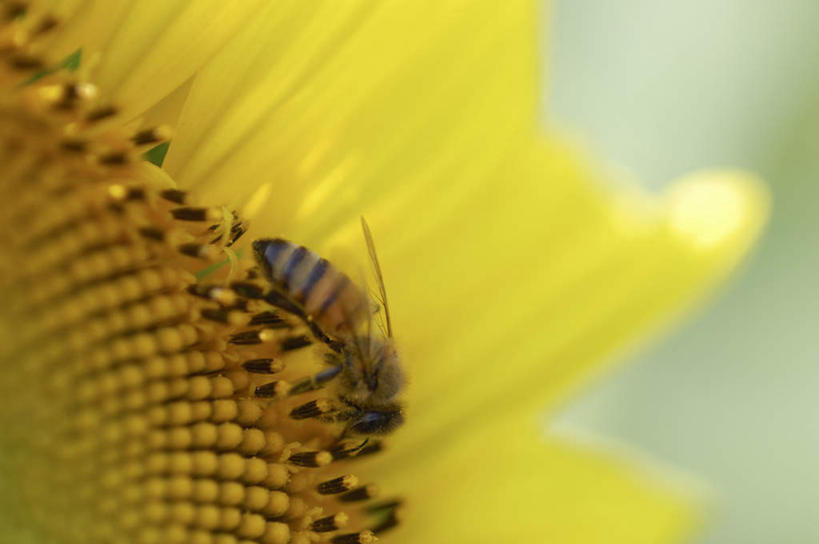 无人,横图,俯视,室外,特写,白天,美景,向日葵,蜜蜂,阴影,朦胧,模糊,盛开,光线,昆虫,影子,景观,花蕾,花,花瓣,花朵,鲜花,一朵,一只,黄色,阳光,自然,动物,花苞,花蕊,景色,自然风光,采蜜,益虫,朝阳花,葵花,望日莲,向阳花,转日莲,彩图,高角度拍摄,全身