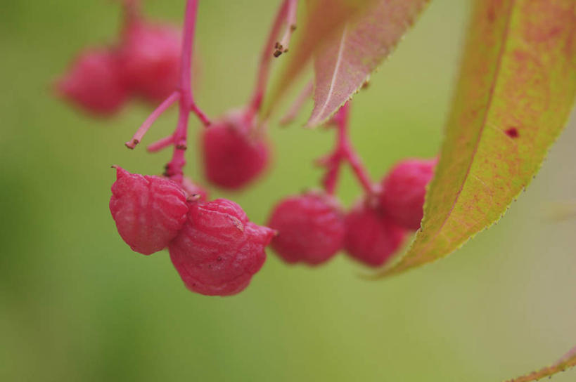 无人,横图,俯视,室外,特写,白天,旅游,度假,美景,叶子,日本,亚洲,许多,朦胧,模糊,景观,果子,果实,绿叶,千叶县,娱乐,红色,自然,享受,休闲,嫩叶,景色,放松,自然风光,东亚,本州,关东地方,本州岛,日本国,千叶,野鸭椿,叶,叶片,彩图,高角度拍摄