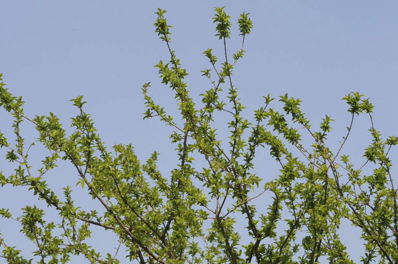 无人,横图,室外,白天,仰视,旅游,度假,美景,树林,植物,叶子,日本,亚洲,许多,景观,绿叶,娱乐,树,树木,蓝色,绿色,蓝天,天空,自然,天,享受,休闲,嫩叶,景色,放松,生长,晴朗,成长,自然风光,东亚,梅树,本州,万里无云,本州岛,日本国,中国地方,冈山,冈山县,叶,叶片,晴空,晴空万里,彩图,低角度拍摄