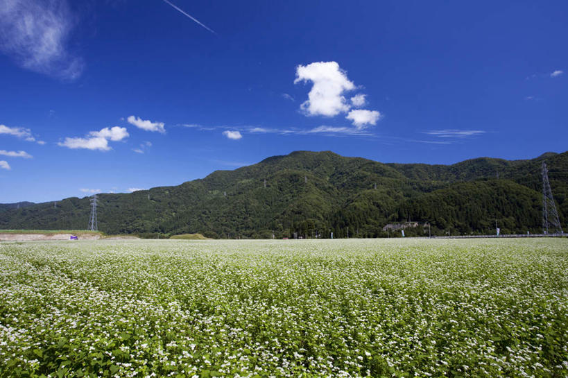 无人,农田,横图,俯视,室外,白天,旅游,度假,庄稼,农作物,美景,山,树林,植物,日本,亚洲,许多,电力,电线,电线杆,线,景观,山峰,云,云朵,电能,山峦,麦田,荞麦,线路,云彩,娱乐,树,树木,蓝色,绿色,白云,蓝天,天空,自然,天,享受,休闲,景色,放松,生长,晴朗,成长,电,电源,自然风光,能量,东亚,本州,本州岛,日本国,石川,石川县,中部地方,晴空,彩图,高角度拍摄,耕地,庄稼田