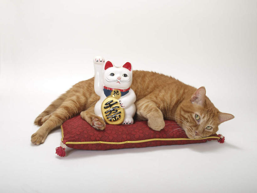 无人,躺,横图,俯视,室内,特写,白天,白色背景,爱情,幸福,靠垫,宠物,猫,静物,瓷器,招财猫,墙,靠枕,陶瓷制品,浪漫,注视,墙壁,墙面,一只,动物,垫子,枕头,观察,看,祈祷,祈福,可爱,恋爱,许愿,金融,摄影,影棚,经济,观看,祈求,察看,资金,关注,猫咪,贸易,招财,招福,财源广进,财运,卧着,躺着,卧,彩图,高角度拍摄,影棚拍摄,拍摄