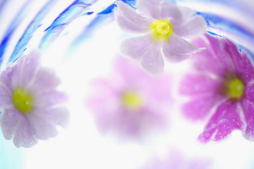 无人,横图,俯视,室内,特写,白天,植物,杯子,四朵,朦胧,模糊,盛开,非洲菊,玻璃制品,花,花瓣,花朵,花卉,鲜花,粉色,红色,水杯,花蕊,菊花,扶郎花,灯盏花,千日菊,玻璃杯,彩图,高角度拍摄