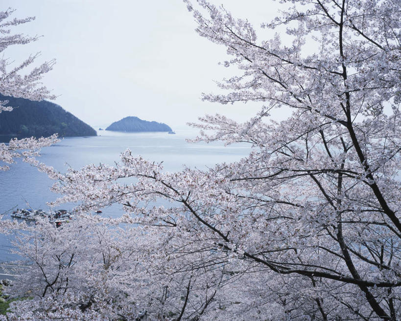 无人,横图,室外,白天,正面,旅游,度假,岛屿,美景,山,山脉,树林,植物,轮船,船,樱花,日本,亚洲,许多,朦胧,模糊,盛开,景观,山峰,小岛,樱花树,山峦,娱乐,花,花瓣,花朵,花卉,鲜花,树,树木,粉色,蓝色,绿色,蓝天,天空,自然,交通工具,群山,天,花蕊,享受,休闲,景色,放松,生长,晴朗,成长,自然风光,载具,东亚,本州,万里无云,本州岛,日本国,近畿地方,近畿,滋贺,滋贺县,仙樱花,福岛樱,青肤樱,晴空,晴空万里,荆桃,彩图