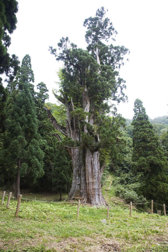 无人,竖图,室外,白天,仰视,旅游,度假,草地,草坪,美景,树林,植物,日本,亚洲,许多,景观,娱乐,草,树,树干,树木,蓝色,绿色,蓝天,天空,自然,天,享受,休闲,景色,放松,生长,晴朗,成长,自然风光,东亚,本州,万里无云,本州岛,日本国,中部地方,岐阜,岐阜县,柳杉,晴空,晴空万里,彩图,低角度拍摄