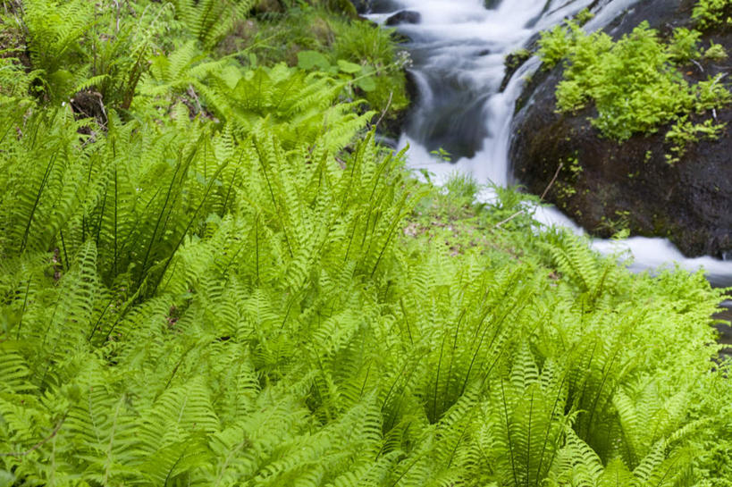 无人,横图,俯视,室外,白天,旅游,度假,河流,美景,水,植物,叶子,长野县,日本,亚洲,河水,景观,水流,绿叶,娱乐,绿色,小溪,自然,溪水,享受,休闲,嫩叶,景色,放松,流动,蕨类植物,自然风光,流淌,东亚,本州,本州岛,日本国,中部地方,长野,志贺高原,叶,叶片,彩图,高角度拍摄